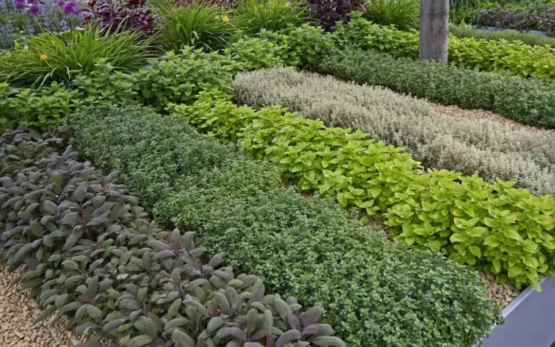 1. Un giardino ecologico