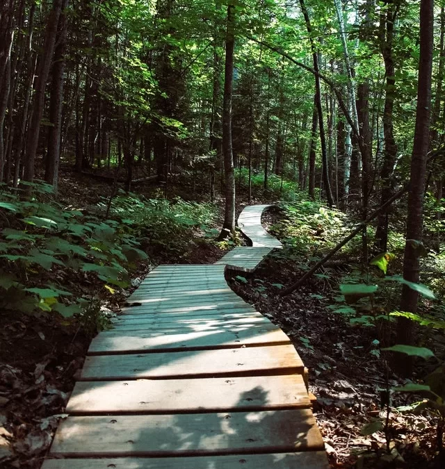 4. Il mondo degli insetti